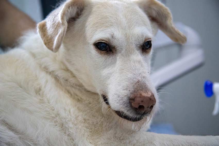 Hund Aujeszkysche-Krankheit