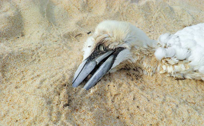 Vogelgrippe und Geflügelpest