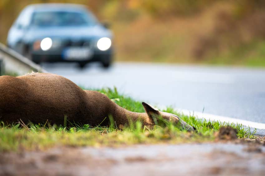 Wildunfall mit totem Reh am Straßenrand